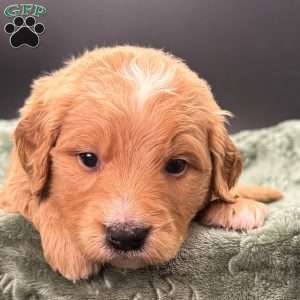 Tank, Mini Goldendoodle Puppy